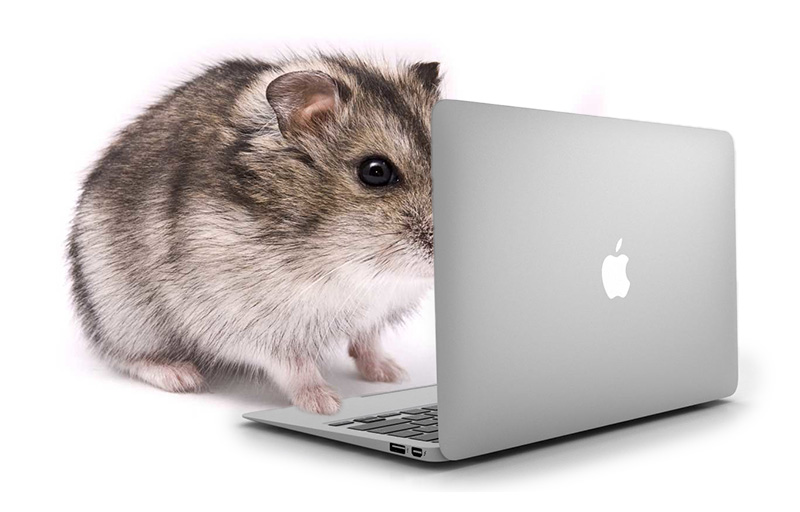 Hamster on laptop